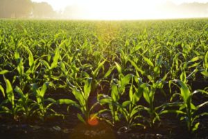 field of crops