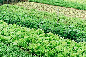 field of green crops