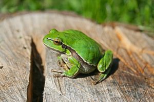 green frog sitting on a stump