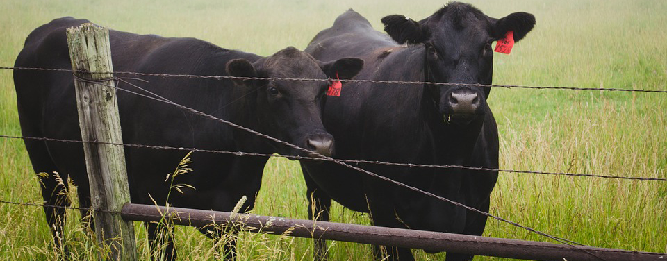 Black angus cattle in field