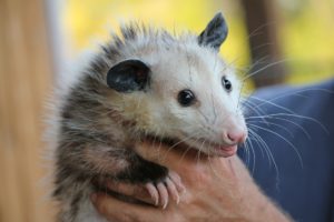 image of a North American opposum being held